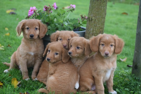 Nova Scotia Duck Tolling Retriever (reu) 40221