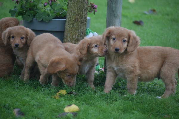 Nova Scotia Duck Tolling Retriever (teef) 39871