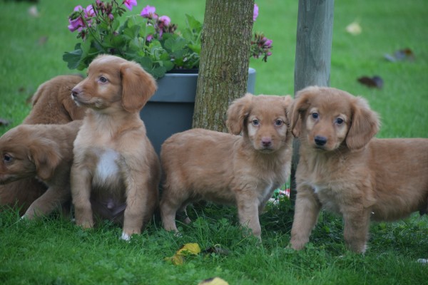 Nova Scotia Duck Tolling Retriever (reu) 39952