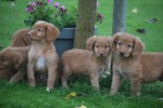 Nova Scotia Duck Tolling Retriever (reu) 39952