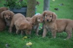 Nova Scotia Duck Tolling Retriever (reu) 40242