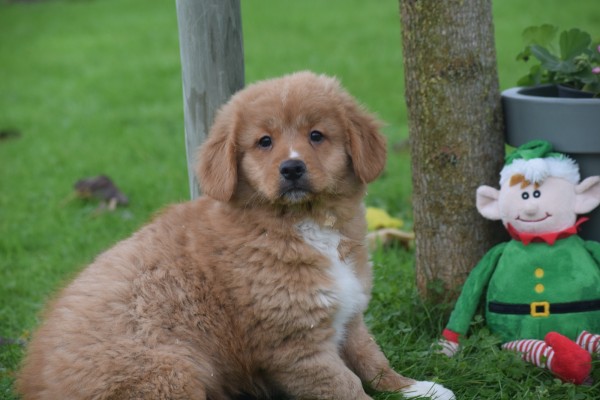 Nova Scotia Duck Tolling Retriever (teef) 40913