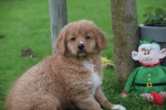 Nova Scotia Duck Tolling Retriever (teef) 40913