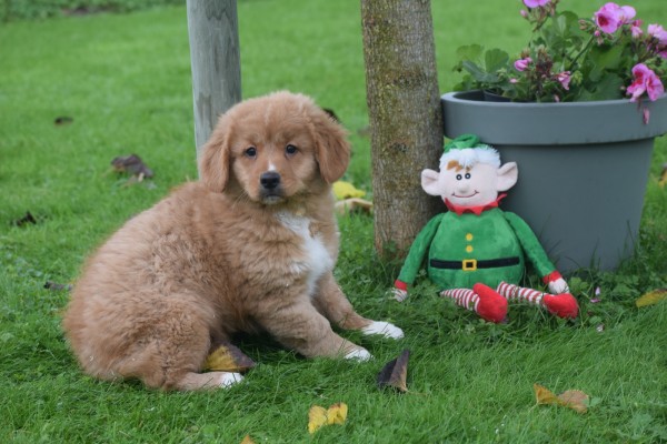 Nova Scotia Duck Tolling Retriever (teef) 40913