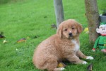 Nova Scotia Duck Tolling Retriever (teef) 40913