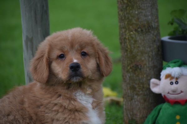 Nova Scotia Duck Tolling Retriever (teef) 40913