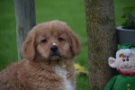 Nova Scotia Duck Tolling Retriever (teef) 40913