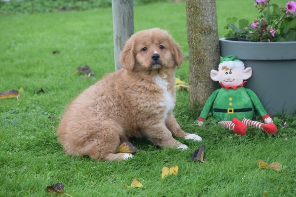 Nova Scotia Duck Tolling Retriever (teef) 40913