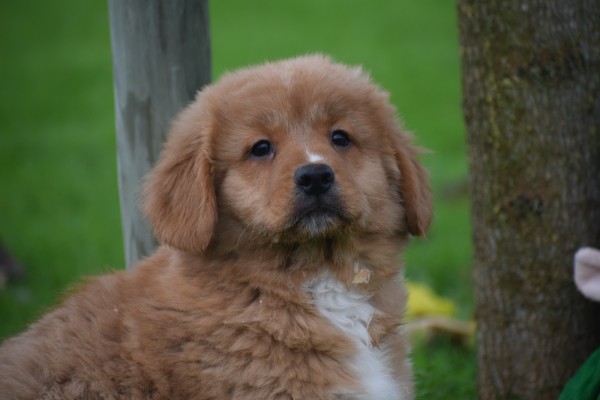 Nova Scotia Duck Tolling Retriever (teef) 40913