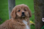 Nova Scotia Duck Tolling Retriever (teef) 40913
