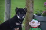Shiba Inu (reu) 75601