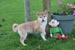 Shiba Inu (teef) 75620
