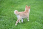Shiba Inu (teef) 75620