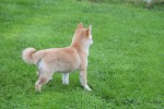 Shiba Inu (teef) 75620