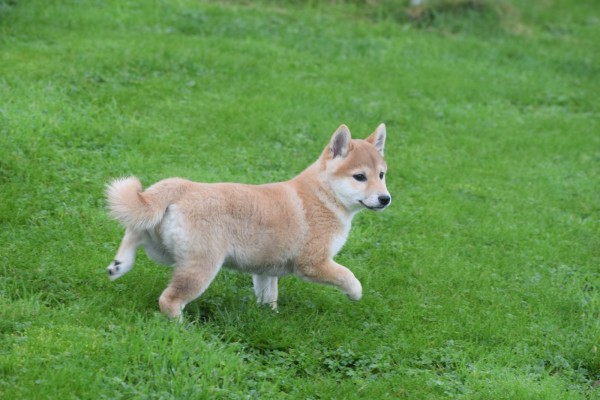 Shiba Inu (teef) 75620