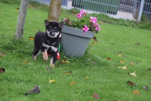 Shiba Inu (reu) 75602