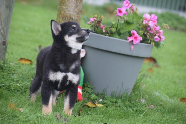 Shiba Inu (reu) 75602