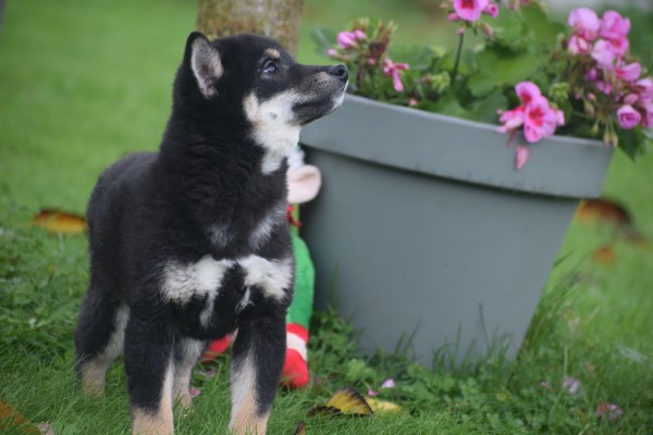 Shiba Inu (reu) 75602