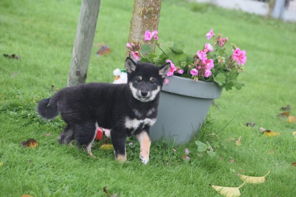 Shiba Inu (reu) 75602