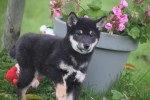 Shiba Inu (reu) 75602