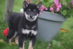 Shiba Inu (reu) 75602