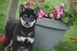 Shiba Inu (reu) 75602