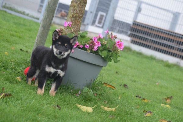 Shiba Inu (reu) 75602