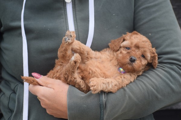 Caniche (teef) 82523