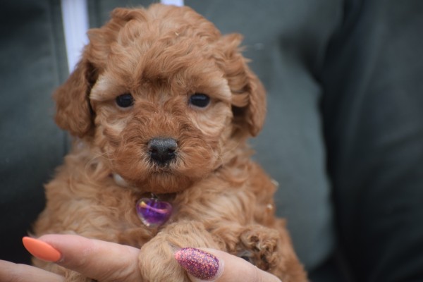 Caniche (teef) 82523