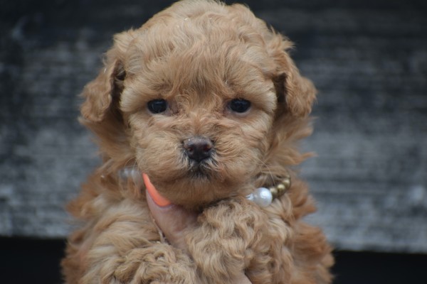 Caniche (teef) 82510