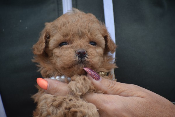 Caniche (teef) 82510