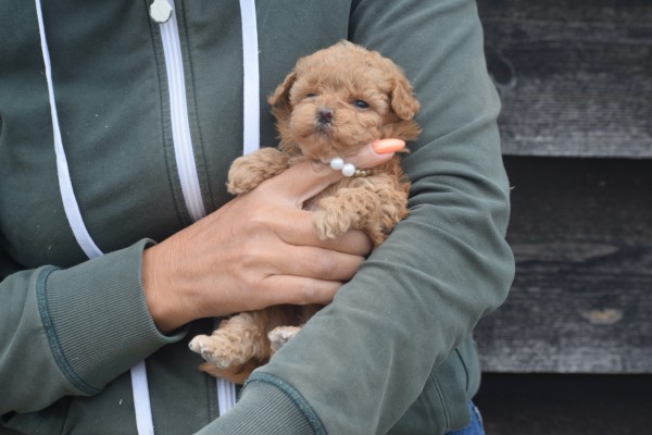 Caniche (teef) 82510