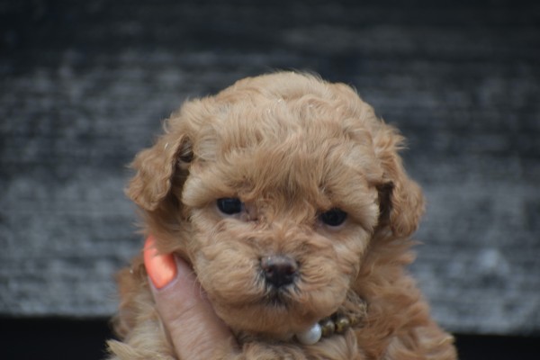 Caniche (teef) 82510