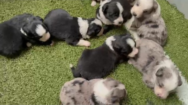 Australische herder kruising Berner Sennen nestje 