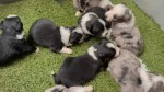 Australische herder kruising Berner Sennen nestje 