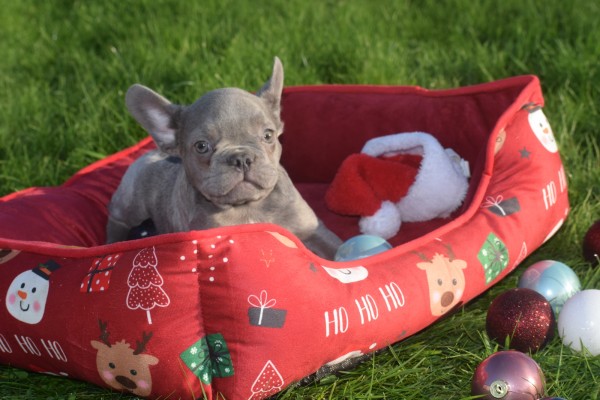 Franse bulldog (reu) 33076