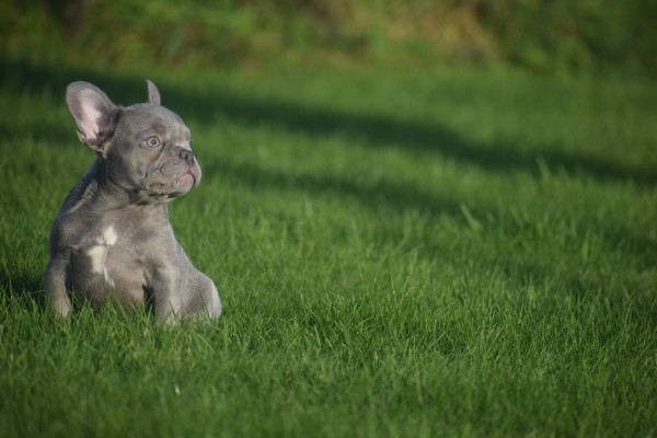 Franse bulldog (reu) 33076