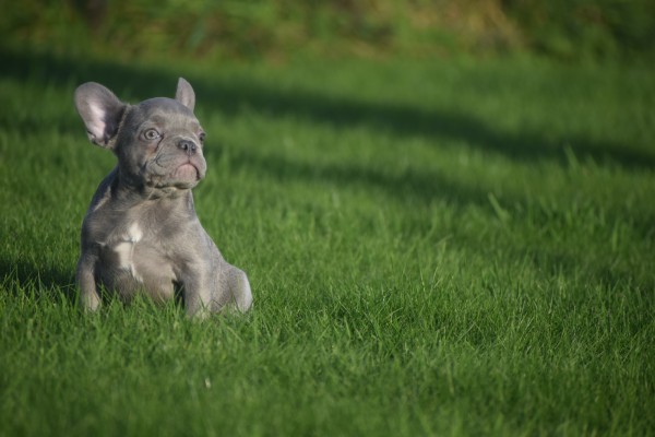 Franse bulldog (reu) 33076