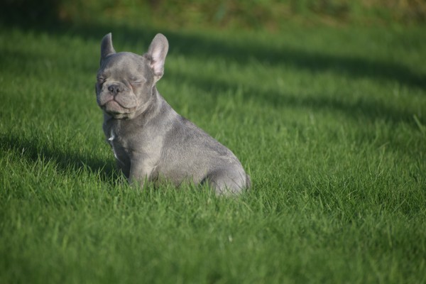 Franse bulldog (reu) 33076