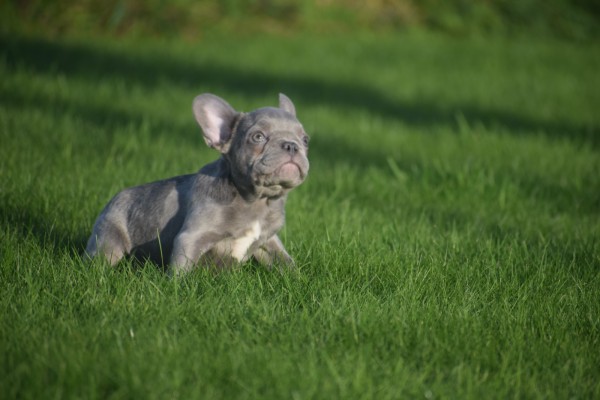 Franse bulldog (reu) 33076