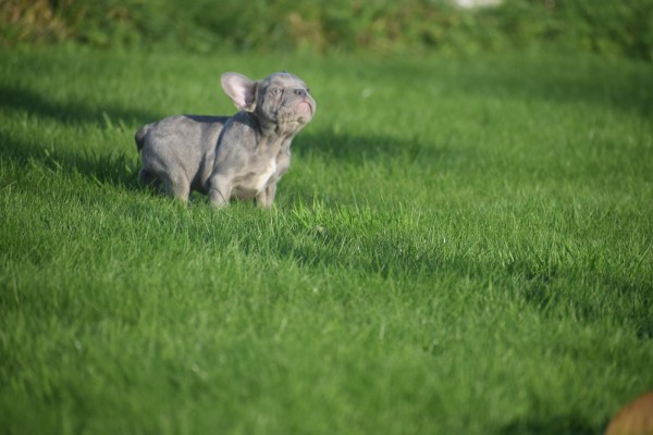 Franse bulldog (reu) 33076