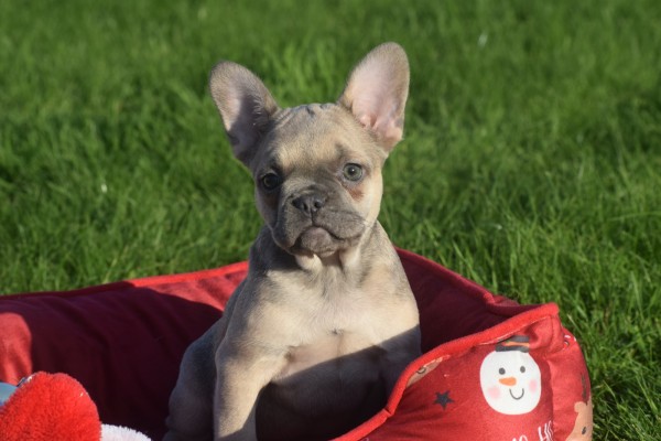 Franse bulldog (teef) 33064