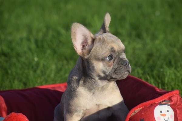 Franse bulldog (teef) 33064