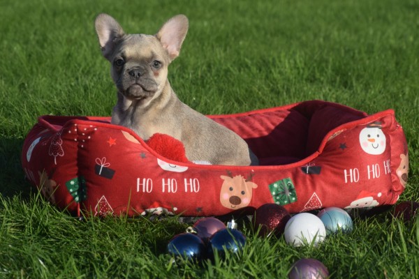 Franse bulldog (teef) 33064