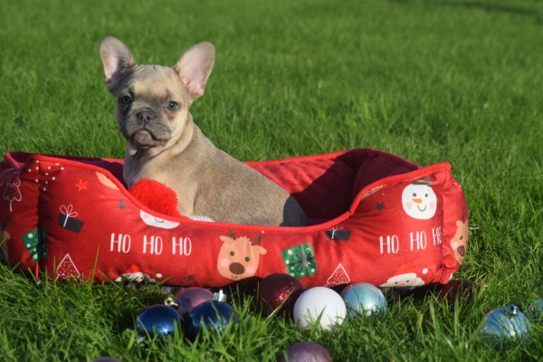 Franse bulldog (teef) 33064