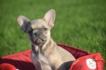 Franse bulldog (teef) 33064