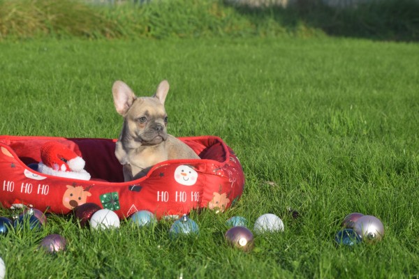 Franse bulldog (teef) 33064