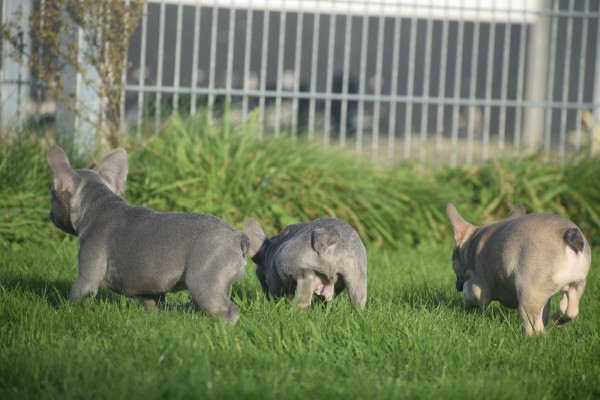 Franse bulldog (teef) 33064