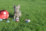Franse bulldog (teef) 33080