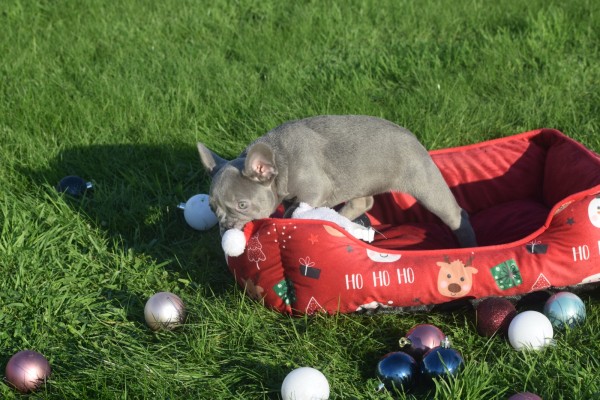 Franse bulldog (teef) 33080